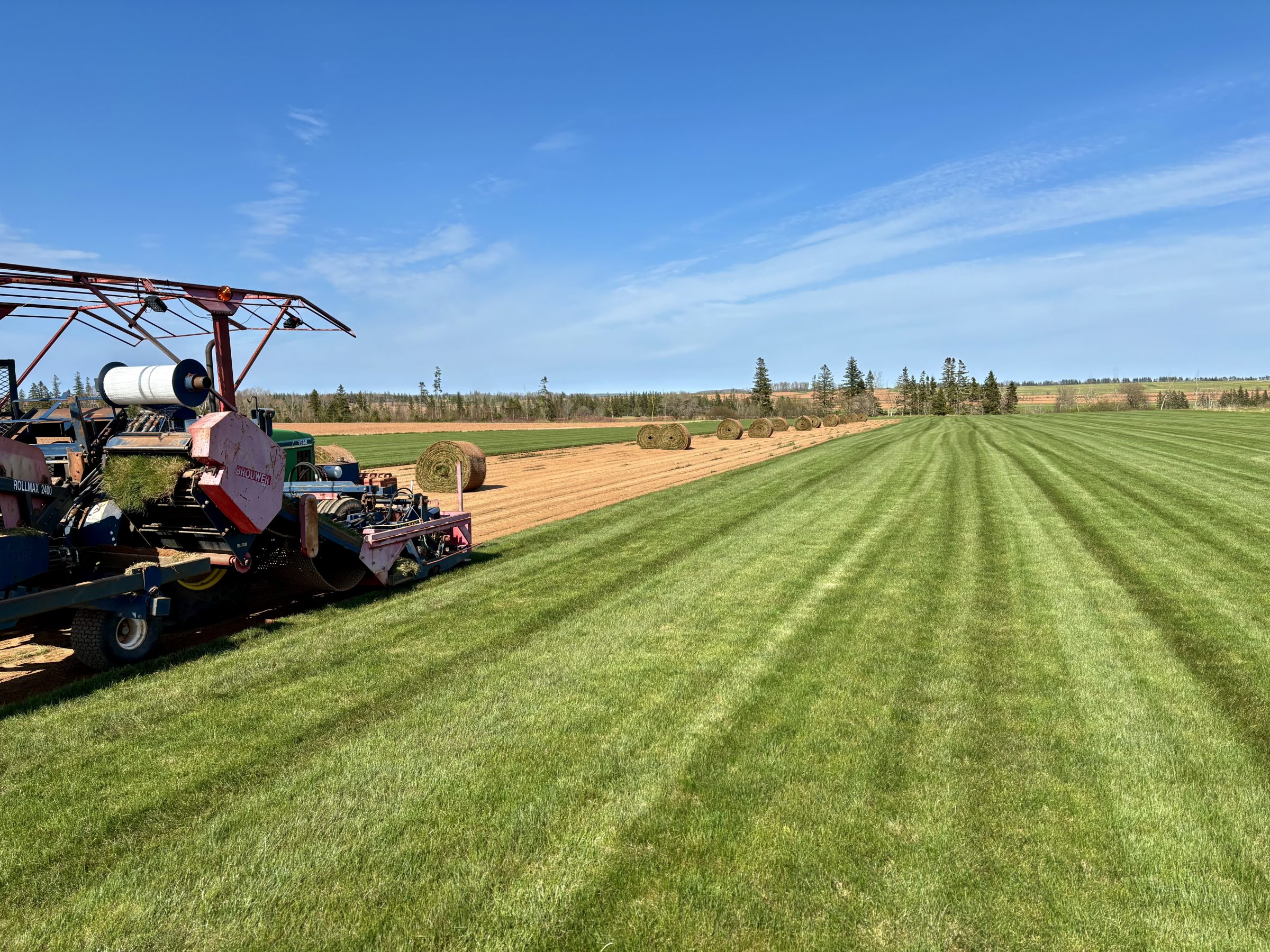 Machine harvests rolls of fresh sod in field.