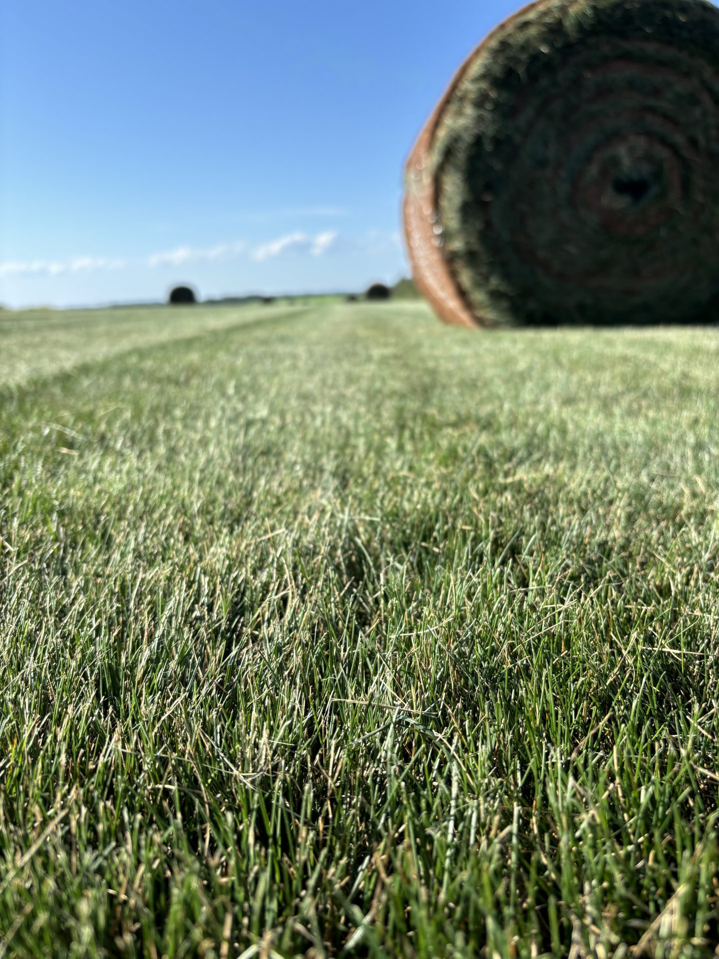 Close-up of grass with hay bales in background.
