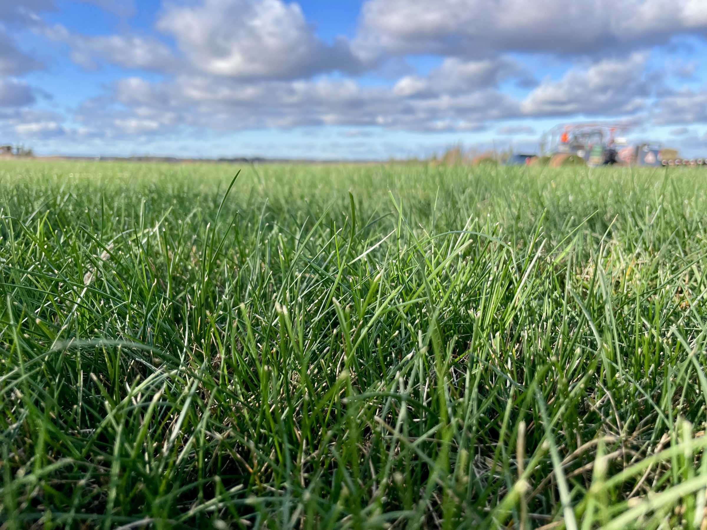Close-up of green grass under cloudy sky