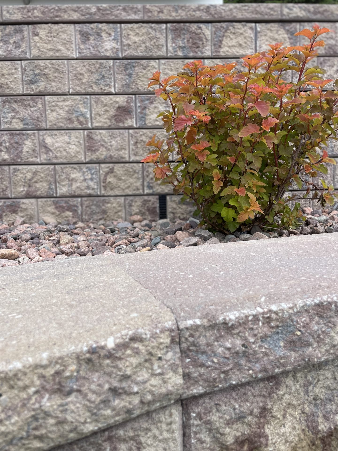 Colorful bush in front of brick wall