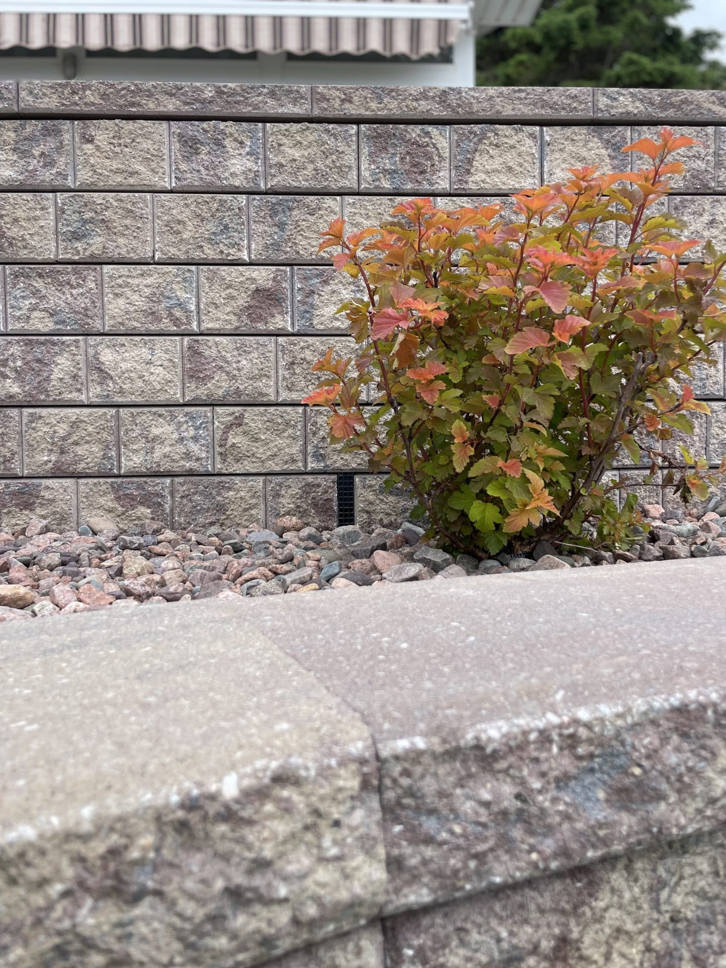 Shrub with colorful leaves against stone wall.