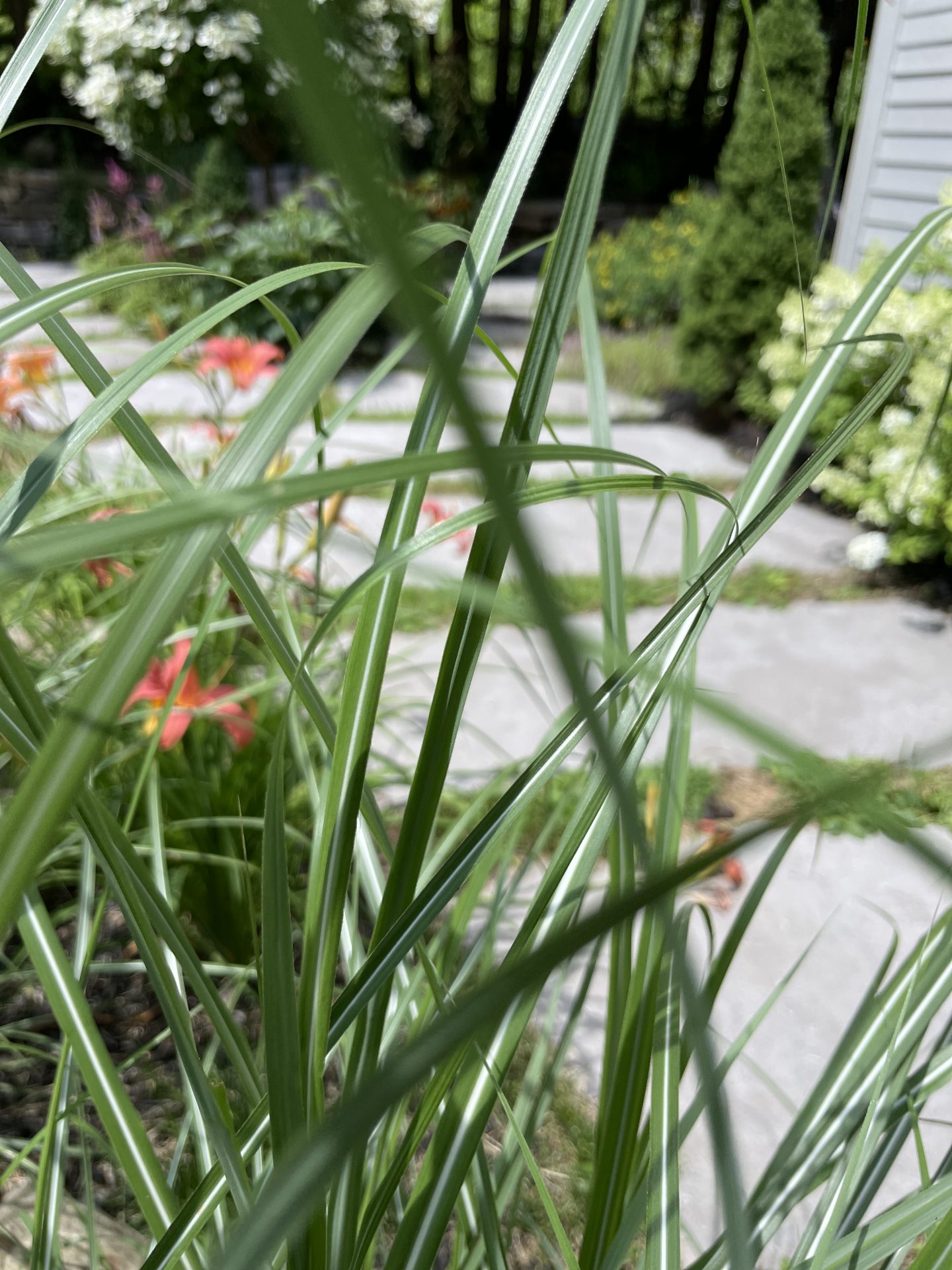 Close-up of ornamental grass in garden