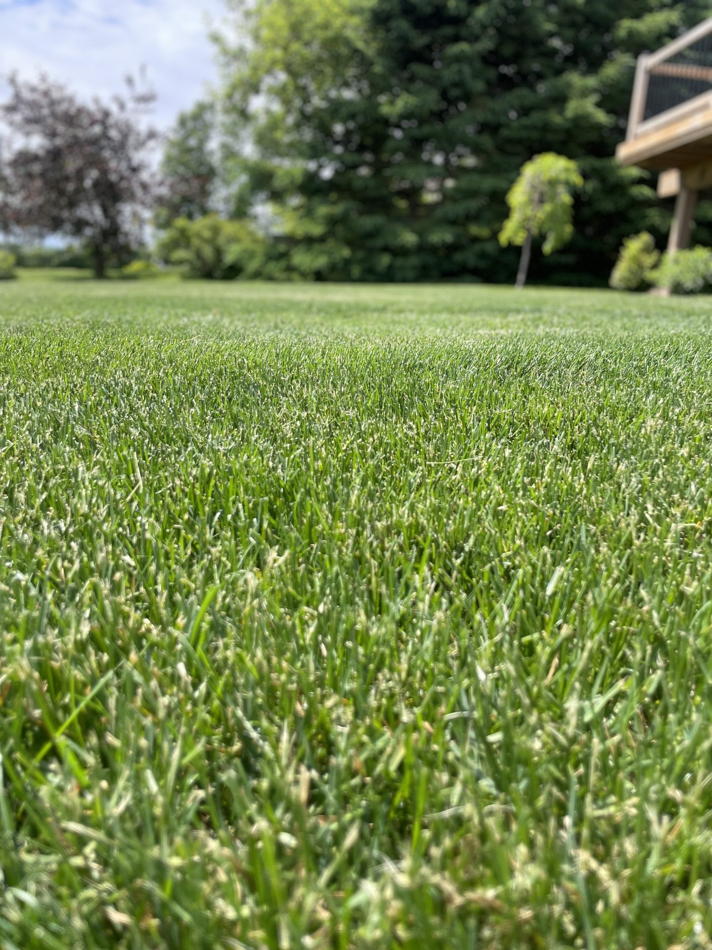 Close-up of lush green grass in a garden.