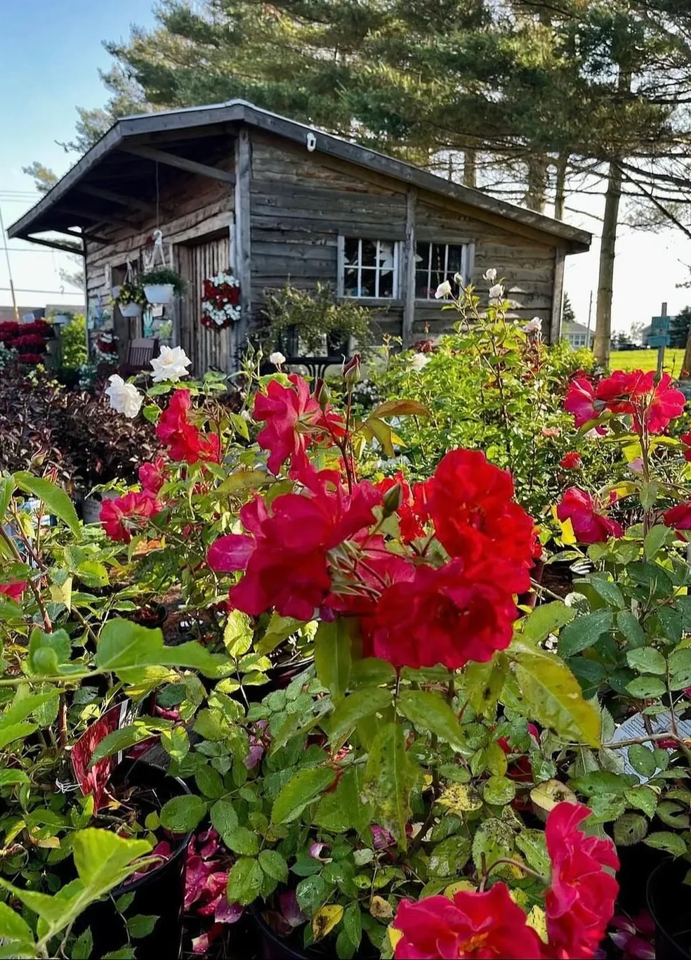 Rustic cabin surrounded by vibrant red flowers.