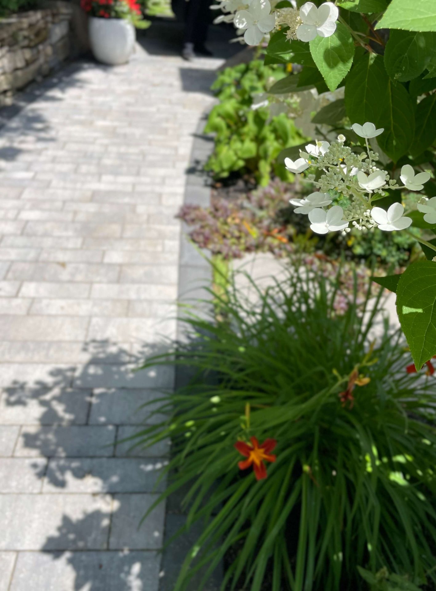 Garden walkway with white and red flowers