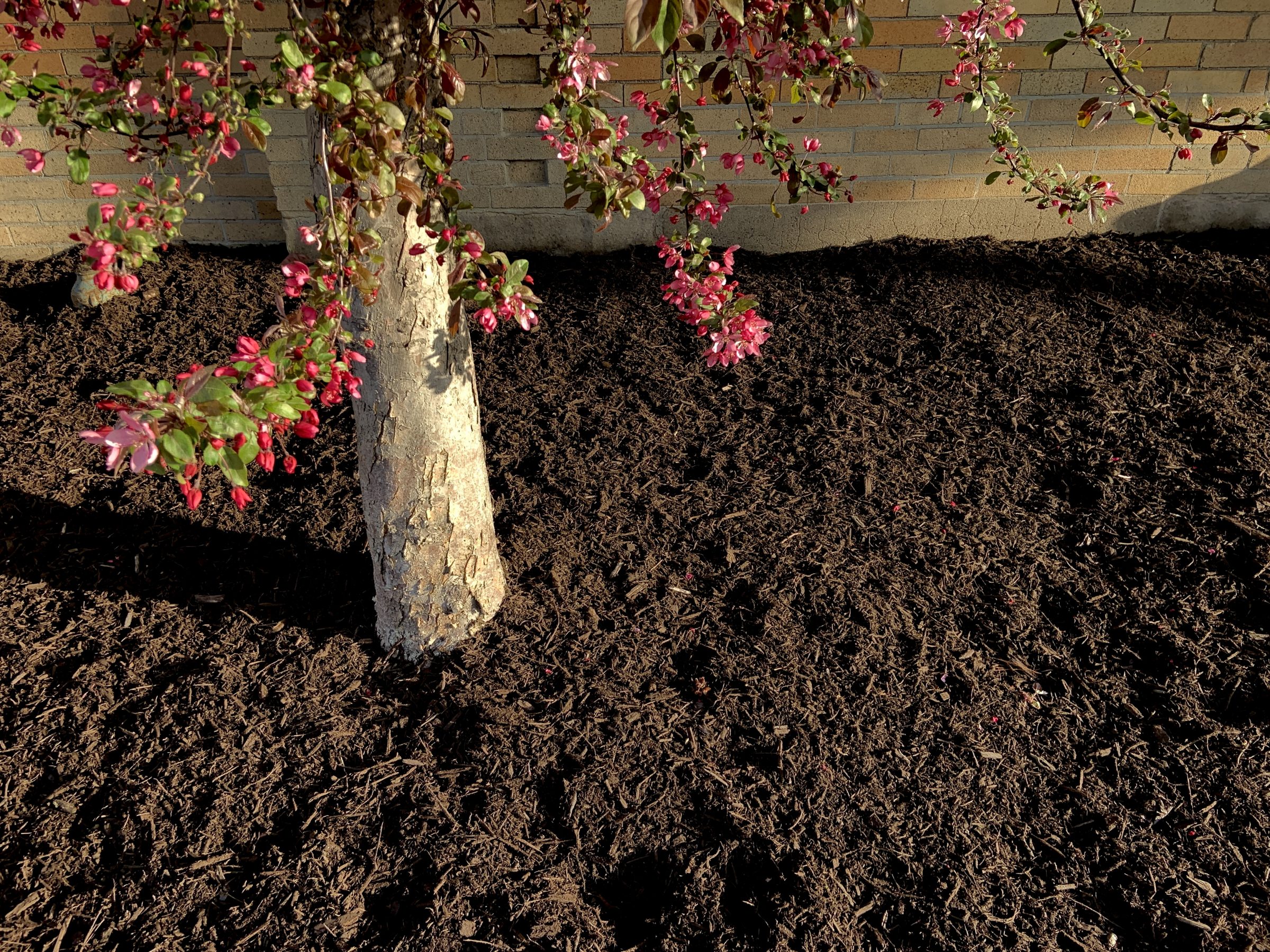 Tree with pink flowers in mulched garden bed.