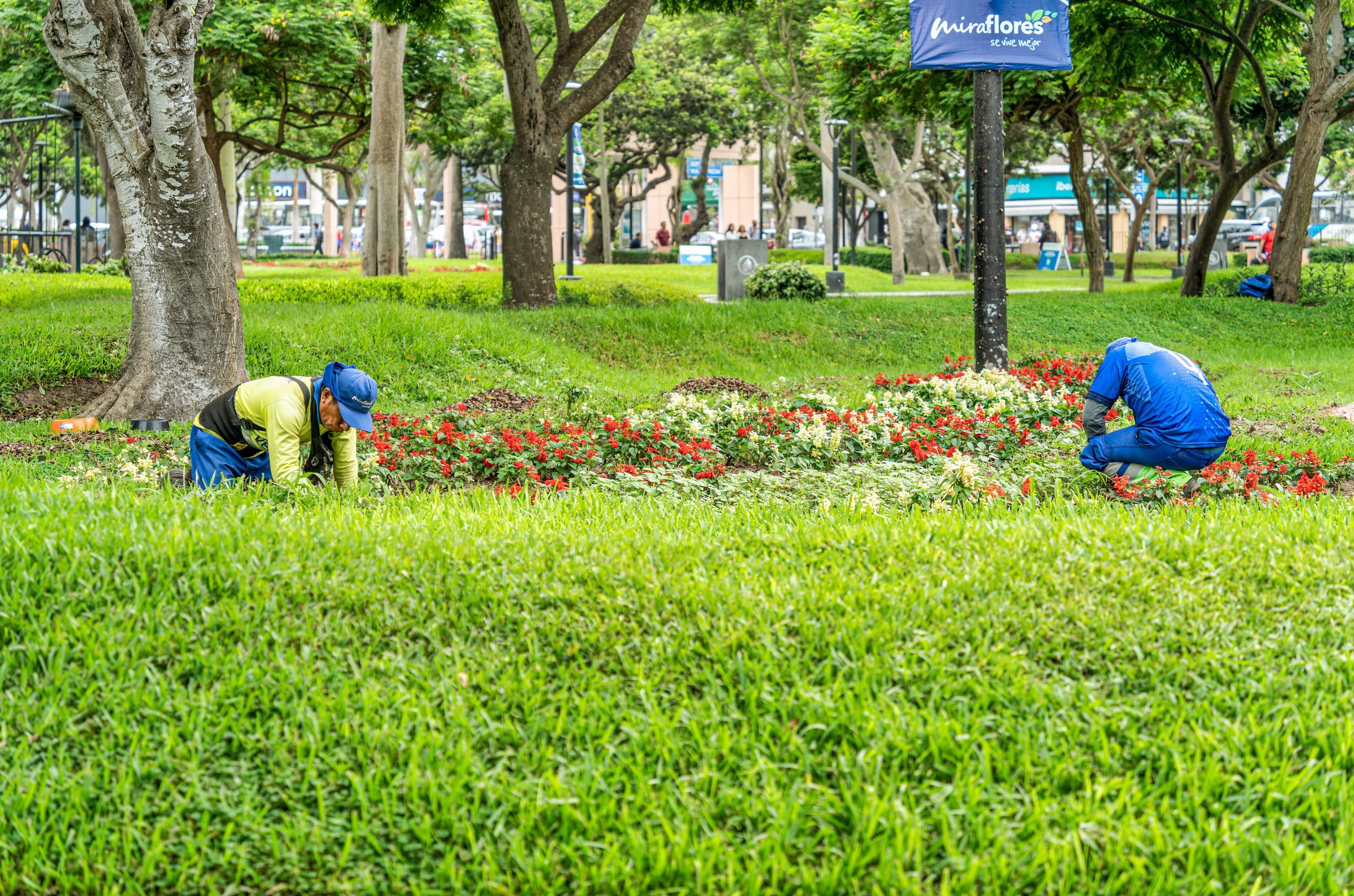 Gardeners tending flower bed in Miraflores park.