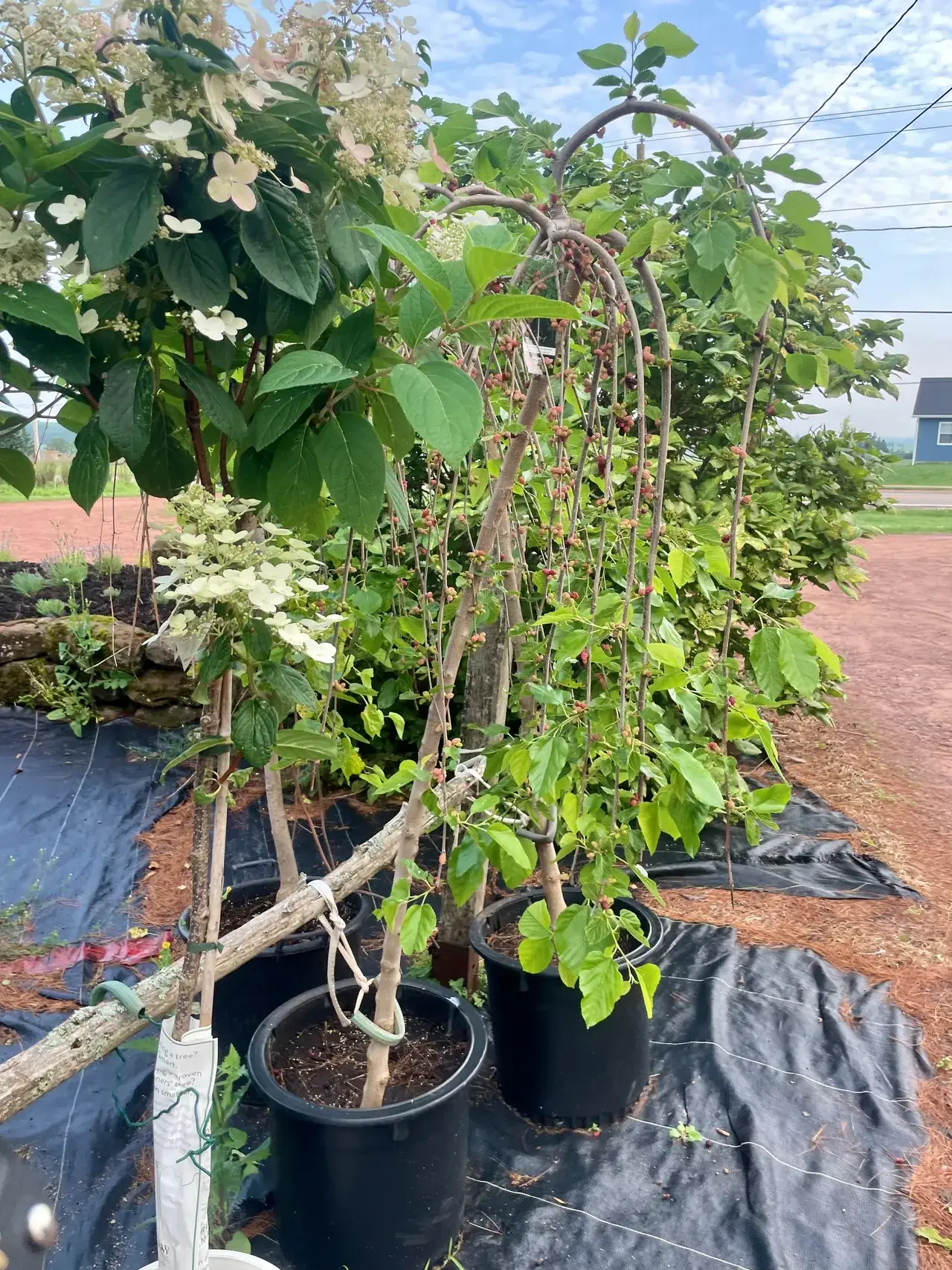 Potted flowering plants in garden with mulch.