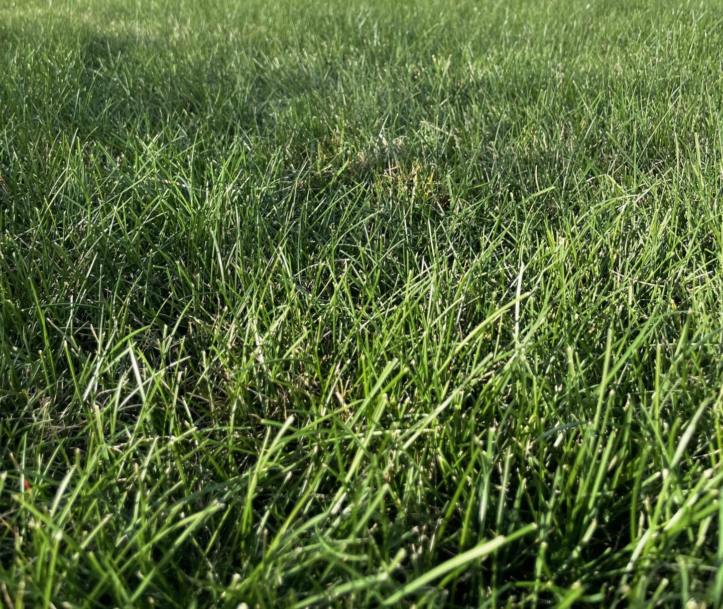 Close-up of green grass in sunlight