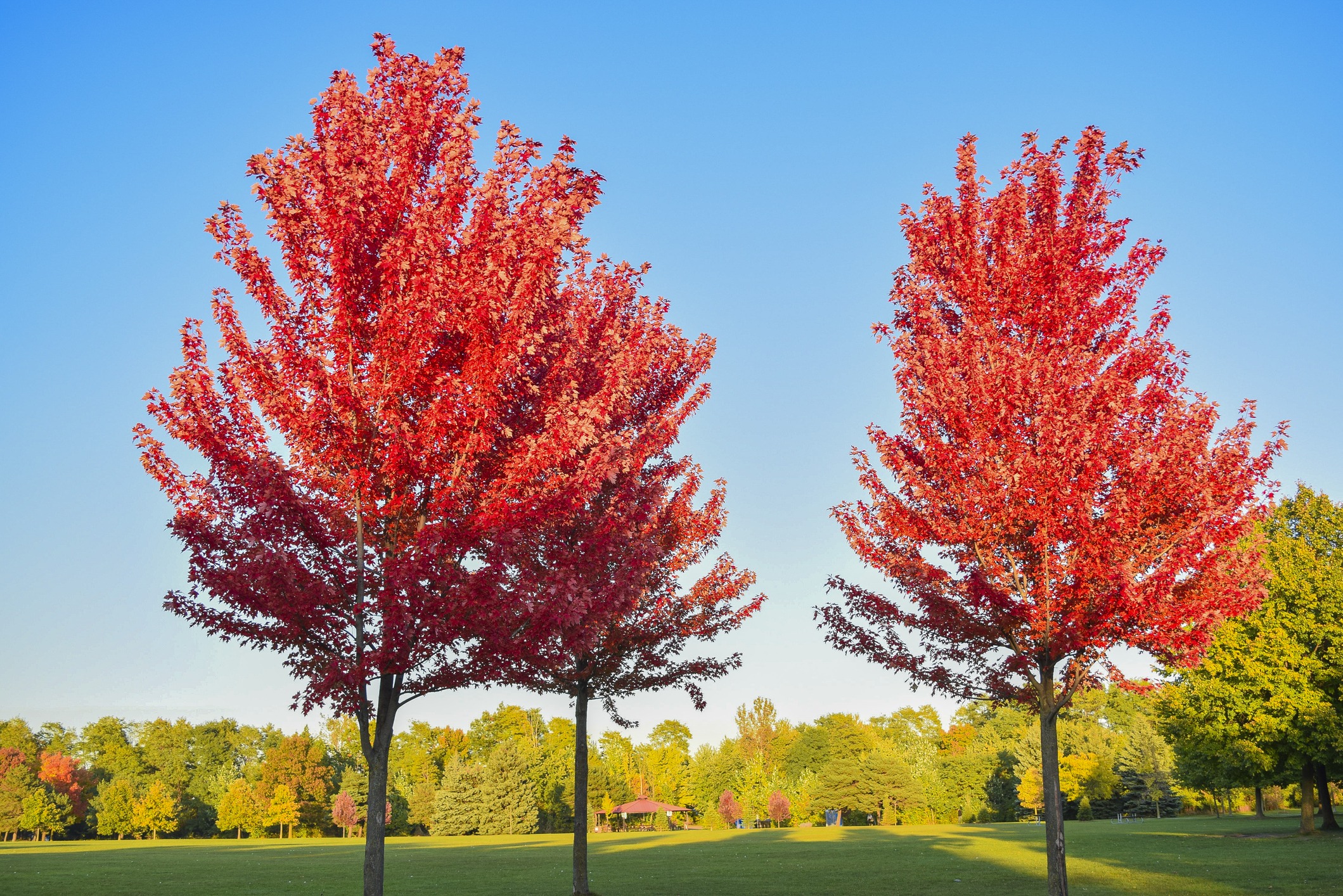 Vibrant red autumn trees under clear blue sky